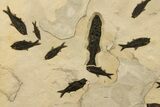 Stunning Natural Green River Fossil Fish Mural - Wyoming #327747-5